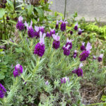 【画像】何度も枯らした庭に春到来！　多年草を越冬させる「切り戻し」のコツとは【ラベンダー・金魚草・カーネーション】 〜 画像1