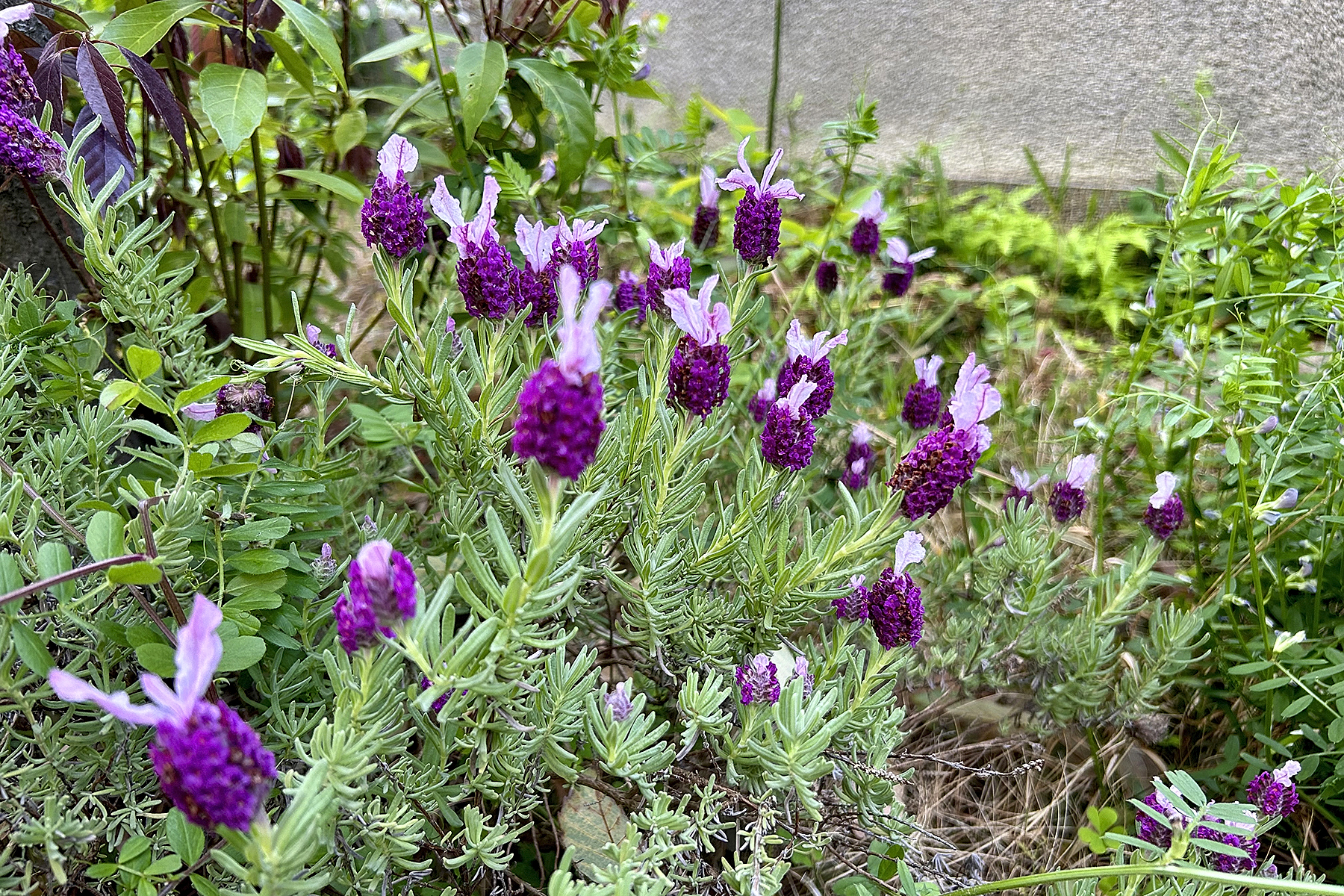 筆者の自宅庭で咲いたフレンチラベンダー