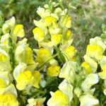 【画像】何度も枯らした庭に春到来！　多年草を越冬させる「切り戻し」のコツとは【ラベンダー・金魚草・カーネーション】 〜 画像1