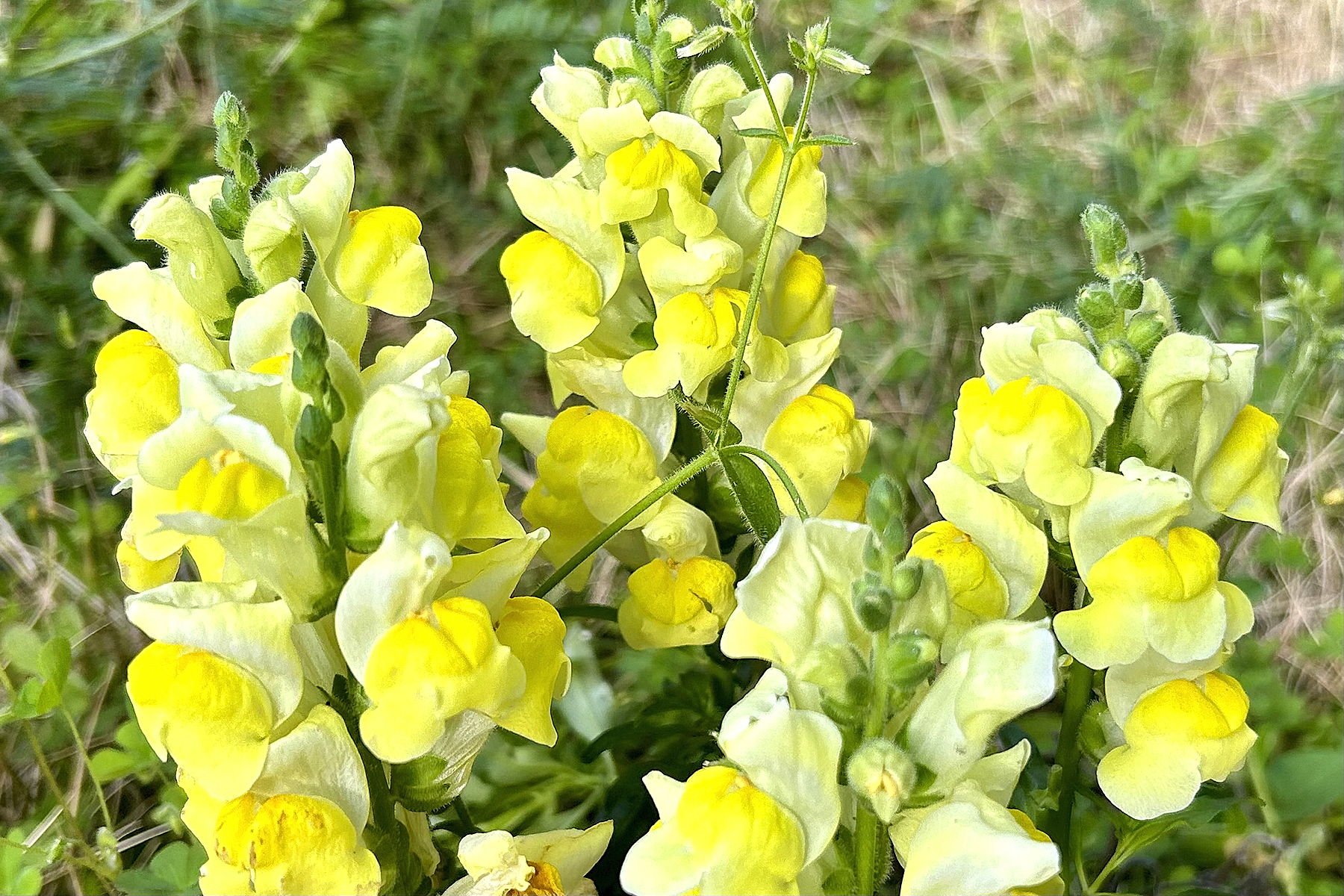 筆者の自宅庭で咲いた黄色い金魚草