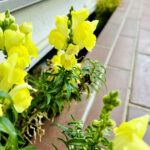 【画像】何度も枯らした庭に春到来！　多年草を越冬させる「切り戻し」のコツとは【ラベンダー・金魚草・カーネーション】 〜 画像1