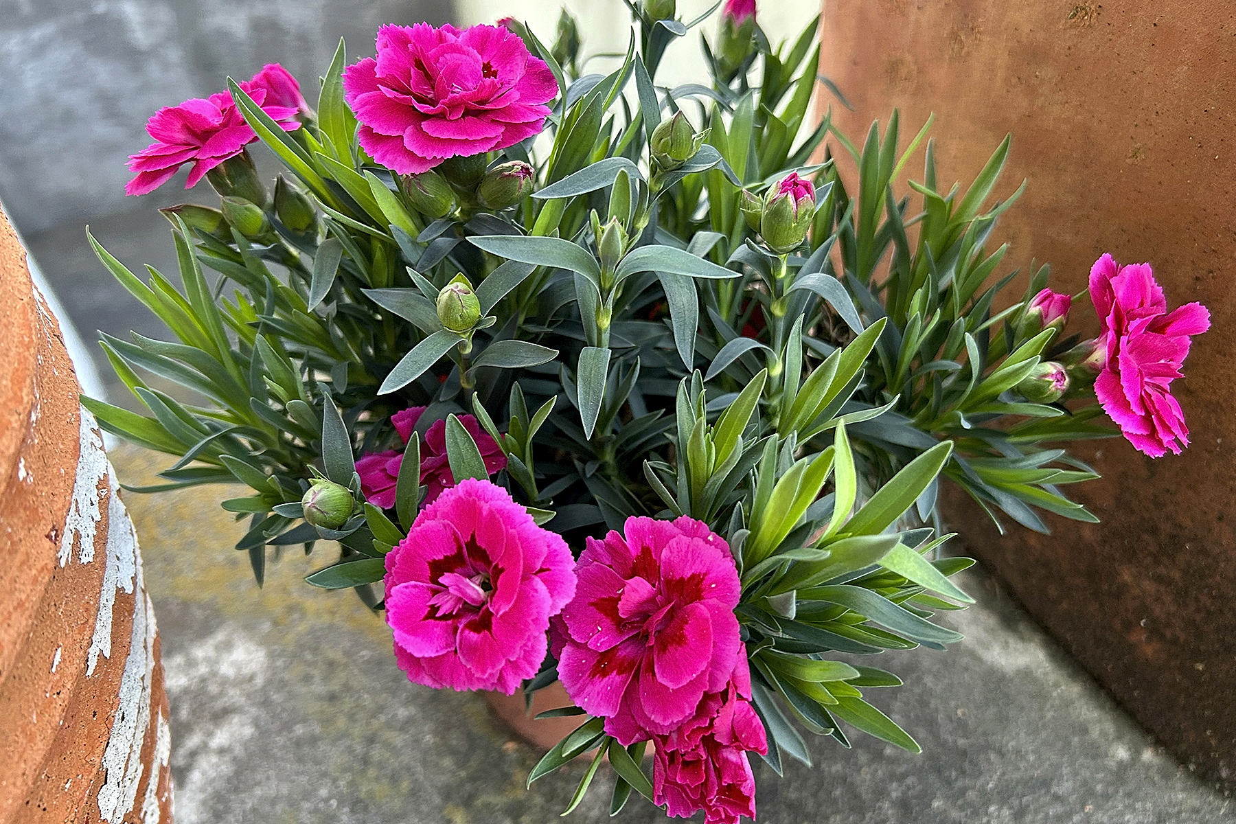 筆者の自宅で咲いたカーネーション