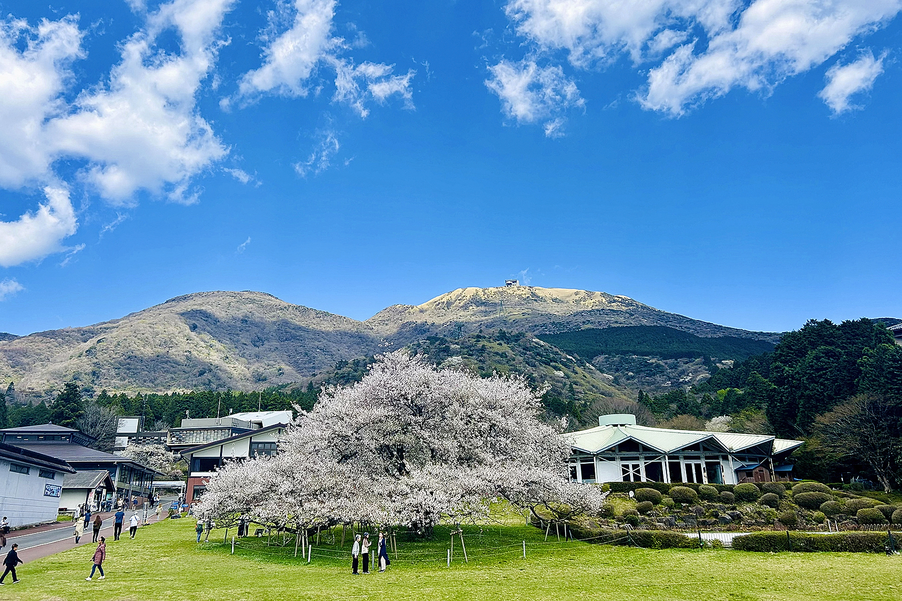 息を呑む美しさの箱根園「湖畔の一本桜」が見頃！　富士山と芦ノ湖を望む絶景旅