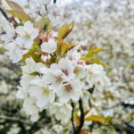 【画像】息を呑む美しさの箱根園「湖畔の一本桜」が見頃！　富士山と芦ノ湖を望む絶景旅 〜 画像1