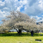 【画像】息を呑む美しさの箱根園「湖畔の一本桜」が見頃！　富士山と芦ノ湖を望む絶景旅 〜 画像1