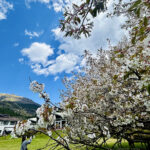 【画像】息を呑む美しさの箱根園「湖畔の一本桜」が見頃！　富士山と芦ノ湖を望む絶景旅 〜 画像1