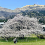 【画像】息を呑む美しさの箱根園「湖畔の一本桜」が見頃！　富士山と芦ノ湖を望む絶景旅 〜 画像1