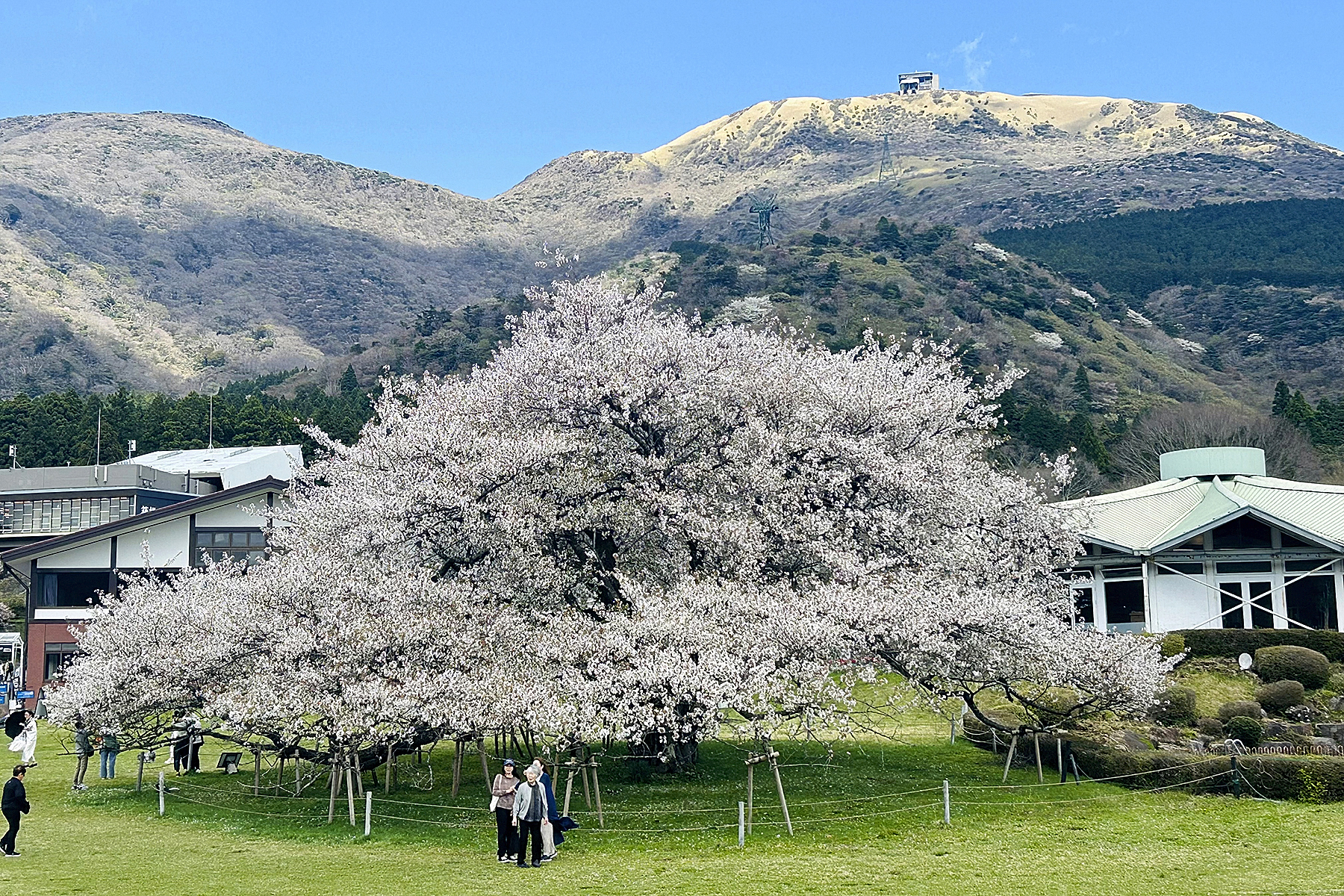 「二面の美」をもち唯一無二とされる所以の箱根「湖畔の一本桜」