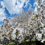 【画像】息を呑む美しさの箱根園「湖畔の一本桜」が見頃！　富士山と芦ノ湖を望む絶景旅 〜 画像1