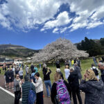 【画像】息を呑む美しさの箱根園「湖畔の一本桜」が見頃！　富士山と芦ノ湖を望む絶景旅 〜 画像1