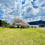 【画像】息を呑む美しさの箱根園「湖畔の一本桜」が見頃！　富士山と芦ノ湖を望む絶景旅 〜 画像1