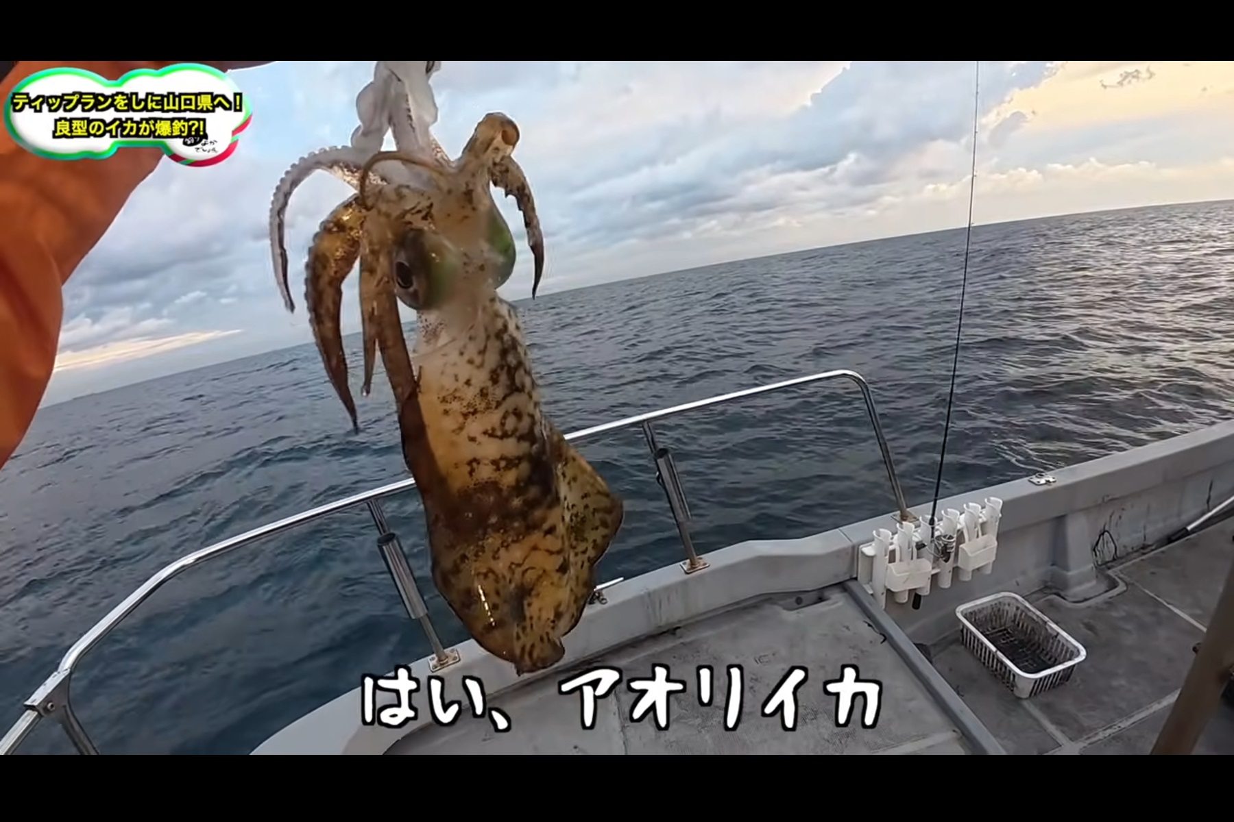 山口へ遠征してアオリイカ釣りに臨んだ「釣りよかでしょう。」の記念すべき1杯目