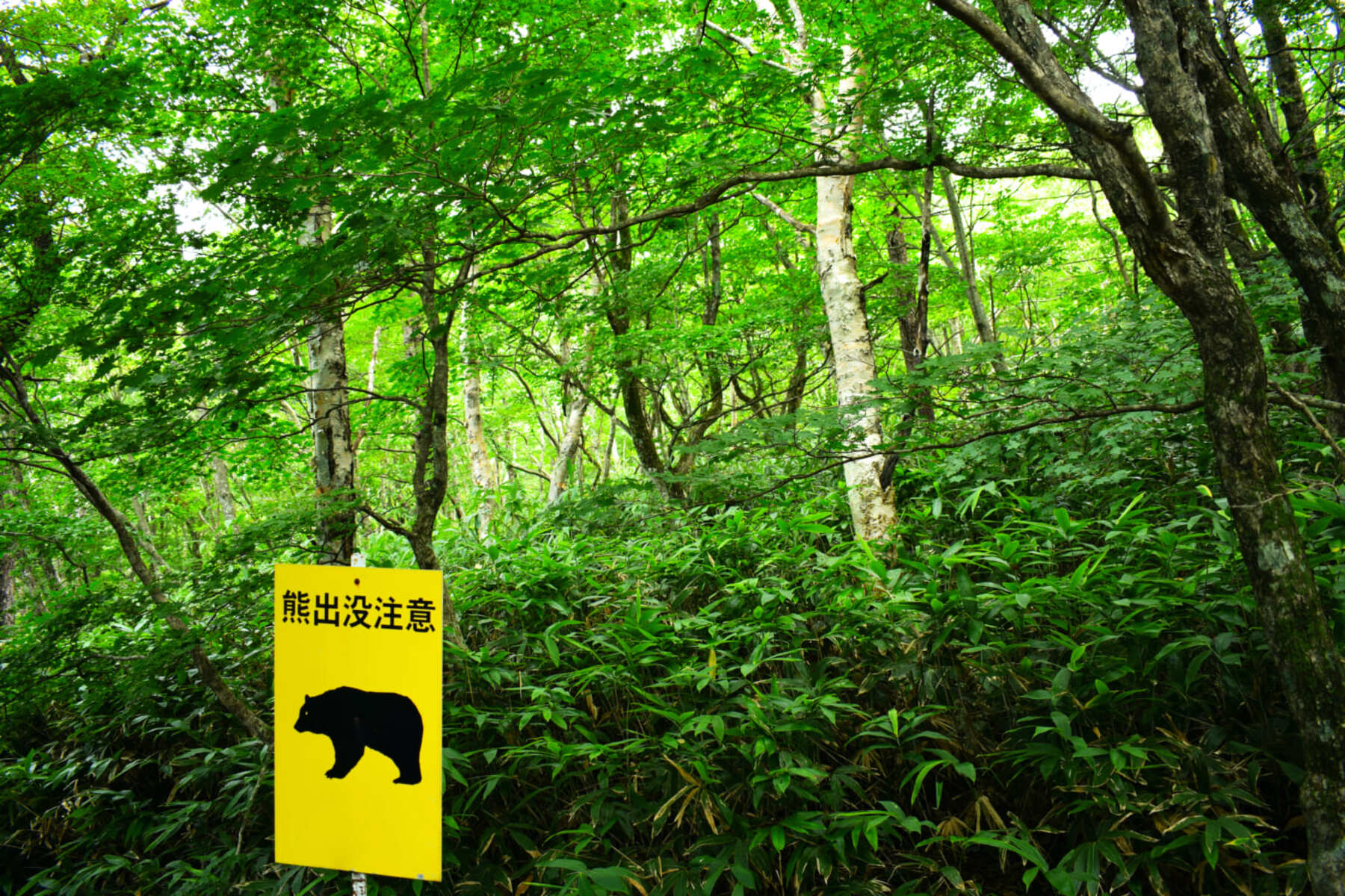 山の中に設置された「熊出没注意」の看板