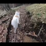 【画像】熊がいない九州だから安心！犬1匹と猫2匹の車中泊ファミリーが挑む宮崎県えびの高原トレッキング 〜 画像1