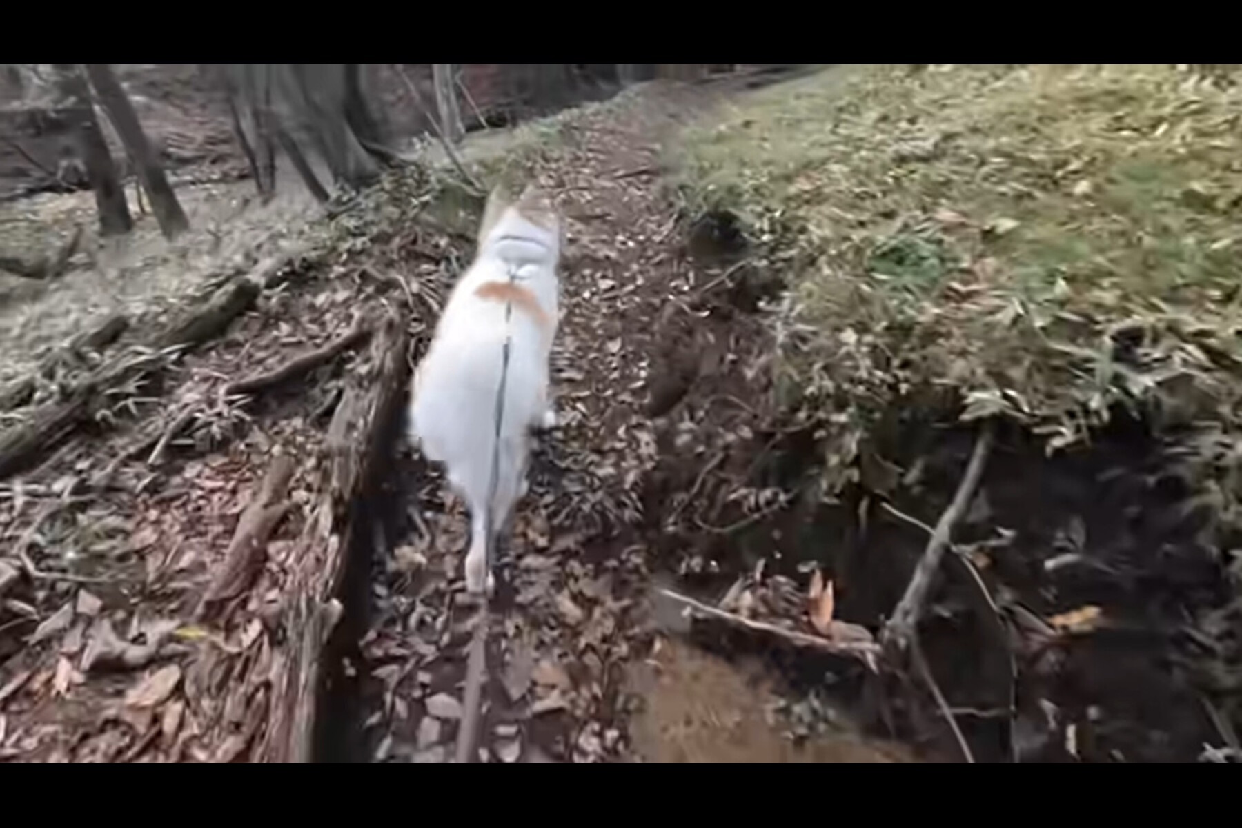 愛犬タナちゃんとえびの高原をトレッキング