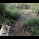 【画像】熊がいない九州だから安心！犬1匹と猫2匹の車中泊ファミリーが挑む宮崎県えびの高原トレッキング 〜 画像1