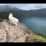 【画像】熊がいない九州だから安心！犬1匹と猫2匹の車中泊ファミリーが挑む宮崎県えびの高原トレッキング 〜 画像1