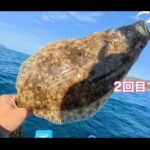 【画像】クーラーボックスに収まらない！巨大ヒラマサに「鯛やヒラメも舞い踊る」2馬力ボート沖釣り 〜 画像1