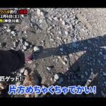 【画像】冬なのに砂浜から「高級魚カワハギ」を狙う！　仕掛け変更で見事的中25cmの大物釣行 〜 画像1