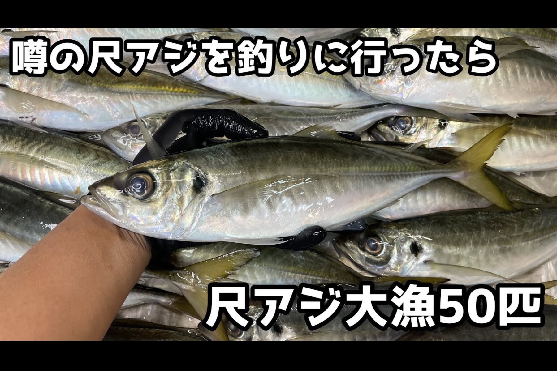 「尺アジが釣れた」と聞きつけ仕事後に急行！　深夜の堤防で夫婦50匹以上の爆釣記録