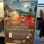 【画像】「箱根・山のホテル」のツツジは84種3000株！　しかも「植物遺産」に認定されていた 〜 画像1