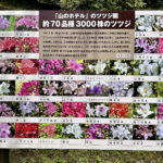 【画像】「箱根・山のホテル」のツツジは84種3000株！　しかも「植物遺産」に認定されていた 〜 画像1