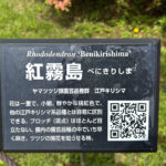 【画像】「箱根・山のホテル」のツツジは84種3000株！　しかも「植物遺産」に認定されていた 〜 画像1