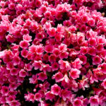 【画像】「箱根・山のホテル」のツツジは84種3000株！　しかも「植物遺産」に認定されていた 〜 画像1