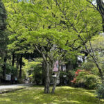 【画像】「箱根・山のホテル」のツツジは84種3000株！　しかも「植物遺産」に認定されていた 〜 画像1