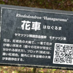 【画像】「箱根・山のホテル」のツツジは84種3000株！　しかも「植物遺産」に認定されていた 〜 画像1