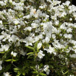【画像】「箱根・山のホテル」のツツジは84種3000株！　しかも「植物遺産」に認定されていた 〜 画像1