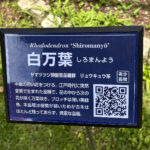 【画像】「箱根・山のホテル」のツツジは84種3000株！　しかも「植物遺産」に認定されていた 〜 画像1