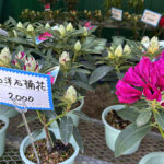 【画像】「箱根・山のホテル」のツツジは84種3000株！　しかも「植物遺産」に認定されていた 〜 画像1