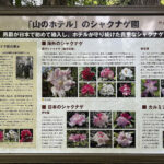 【画像】「箱根・山のホテル」のツツジは84種3000株！　しかも「植物遺産」に認定されていた 〜 画像1