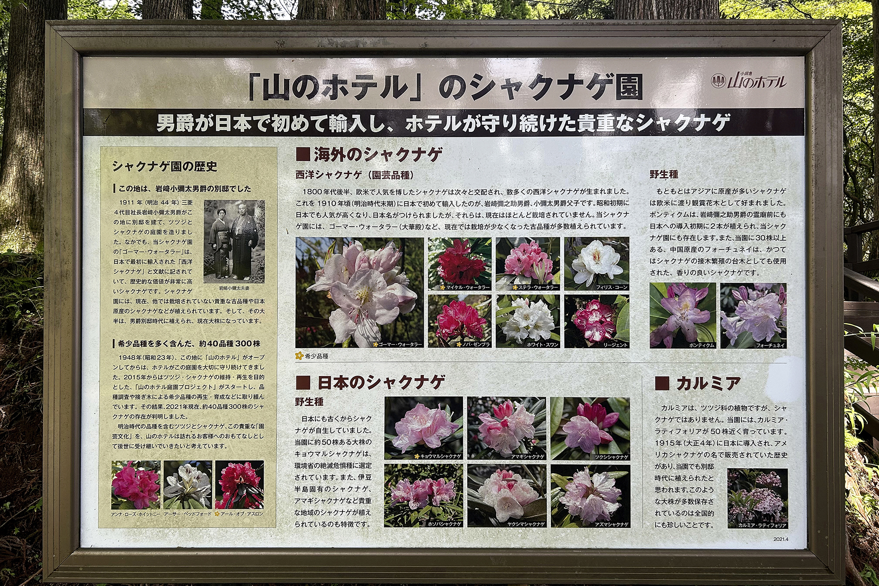 箱根にある山のホテルのシャクナゲ園ガイド