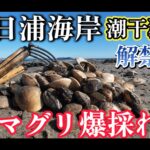【画像】まもなくシーズン終了！　砂浜の宝探し「潮干狩り」愛知・春日浦海岸で高級ハマグリ2kgに挑戦 〜 画像1