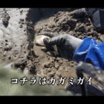 【画像】まもなくシーズン終了！　砂浜の宝探し「潮干狩り」愛知・春日浦海岸で高級ハマグリ2kgに挑戦 〜 画像1