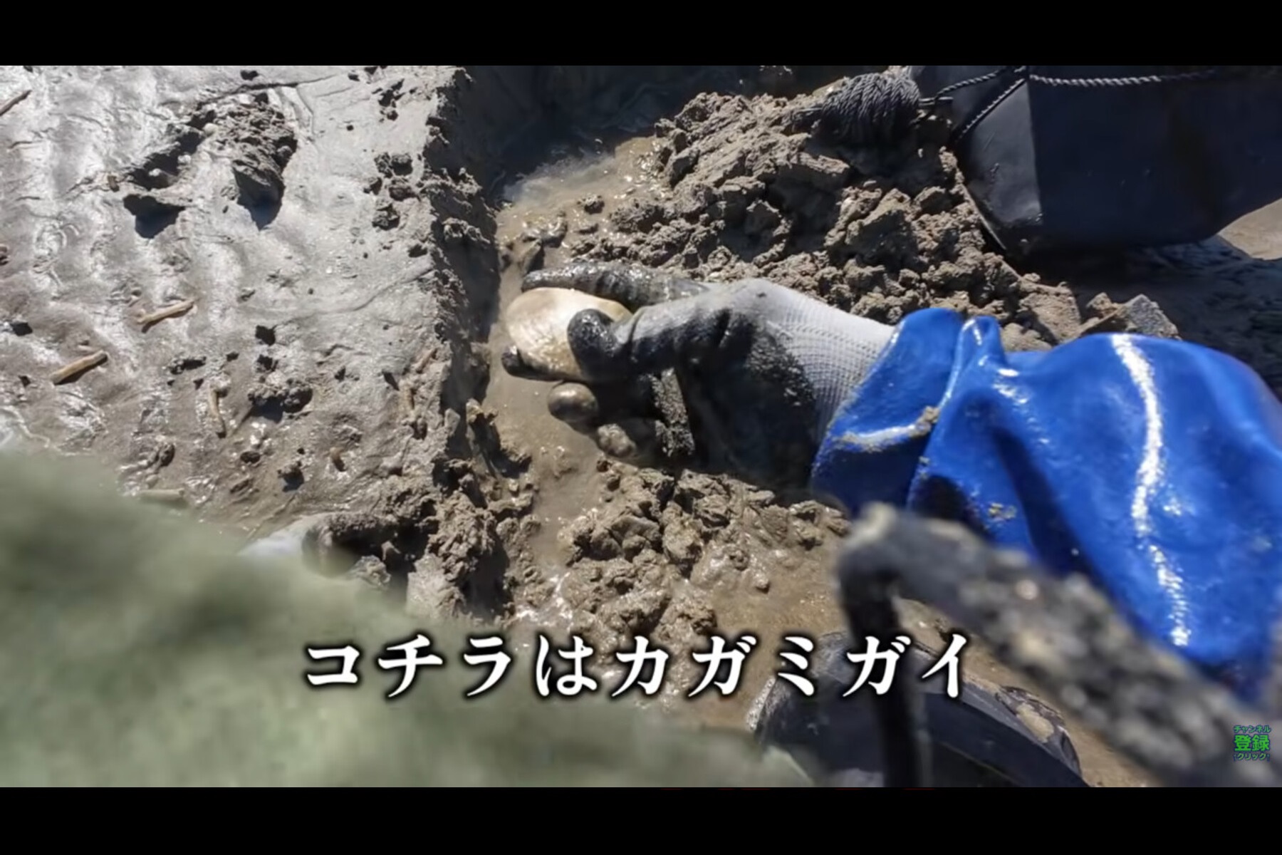 春日浦海岸で獲れたカガミガイ
