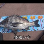 【画像】「お！食った」中古ルアーで48cm巨大黒鯛！　名古屋港の温排水エリアで楽しむボート釣り 〜 画像1