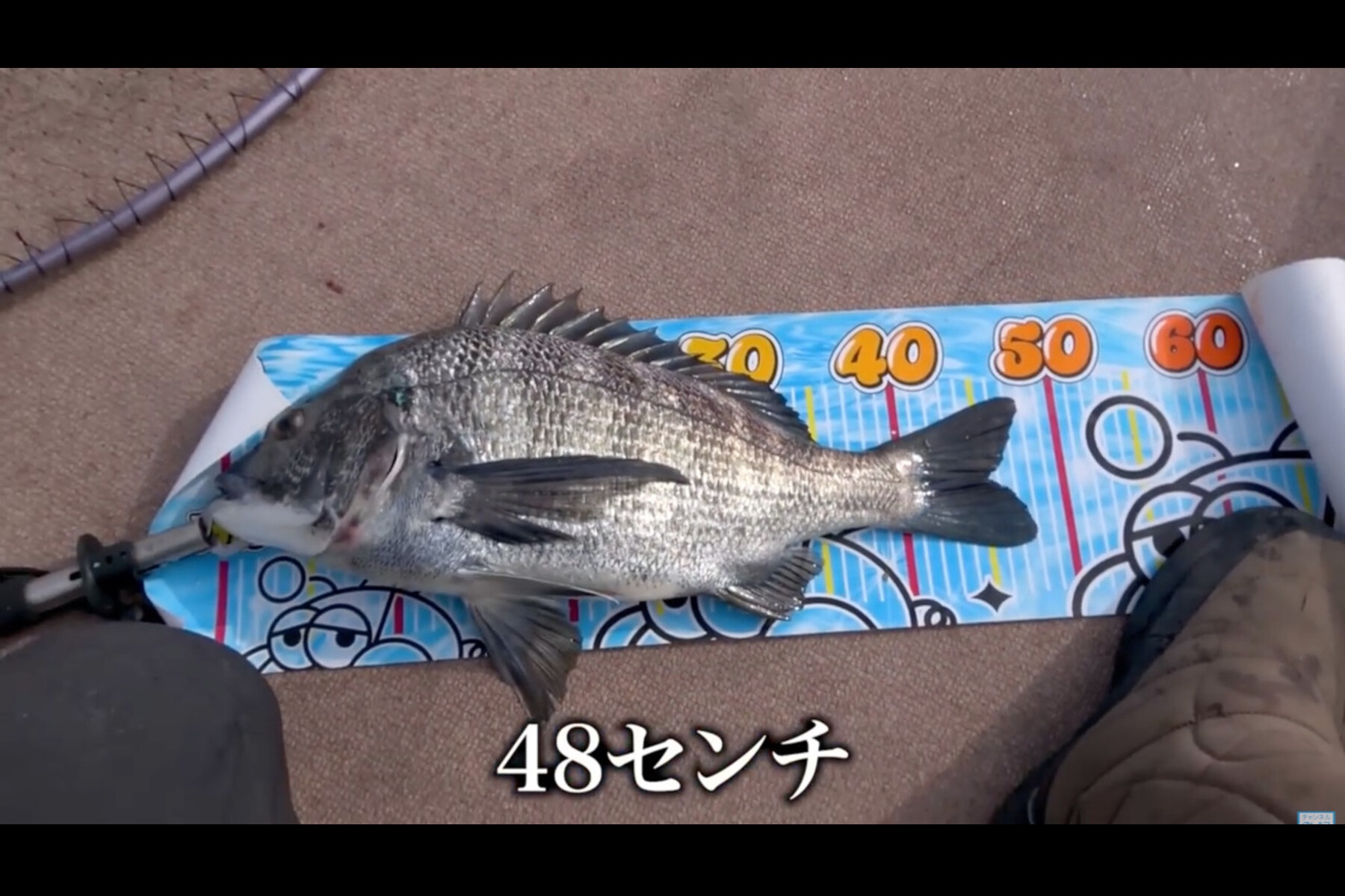 名古屋港で釣り上げた48cmの黒鯛