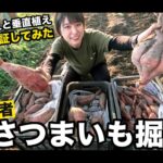 【画像】掘りたては美味しくない！？　さつまいもを1か月保管する理由と斜め＆垂直の植え方を初心者が検証 〜 画像1