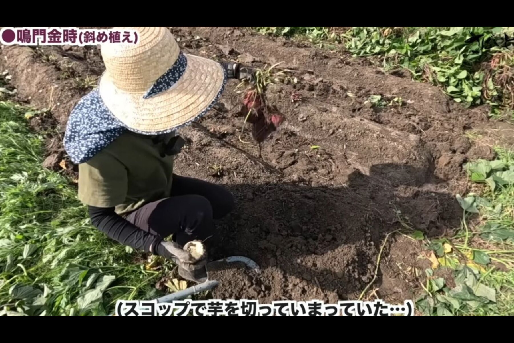 収穫するさつまいもにスコップが刺さるという初心者らしいミスを発生させる「さばいどるチャンネル」