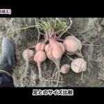 【画像】掘りたては美味しくない！？　さつまいもを1か月保管する理由と斜め＆垂直の植え方を初心者が検証 〜 画像1