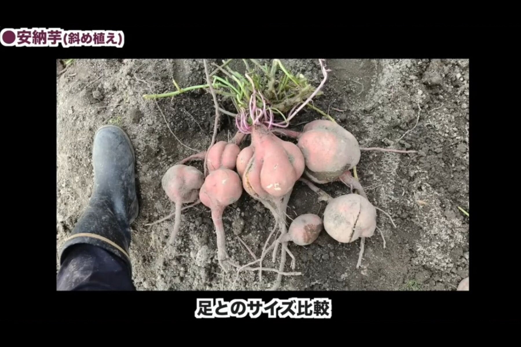 「さばいどるチャンネル」が収穫した安納芋。足のサイズと変わらないほどの大きさ