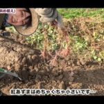 【画像】掘りたては美味しくない！？　さつまいもを1か月保管する理由と斜め＆垂直の植え方を初心者が検証 〜 画像1