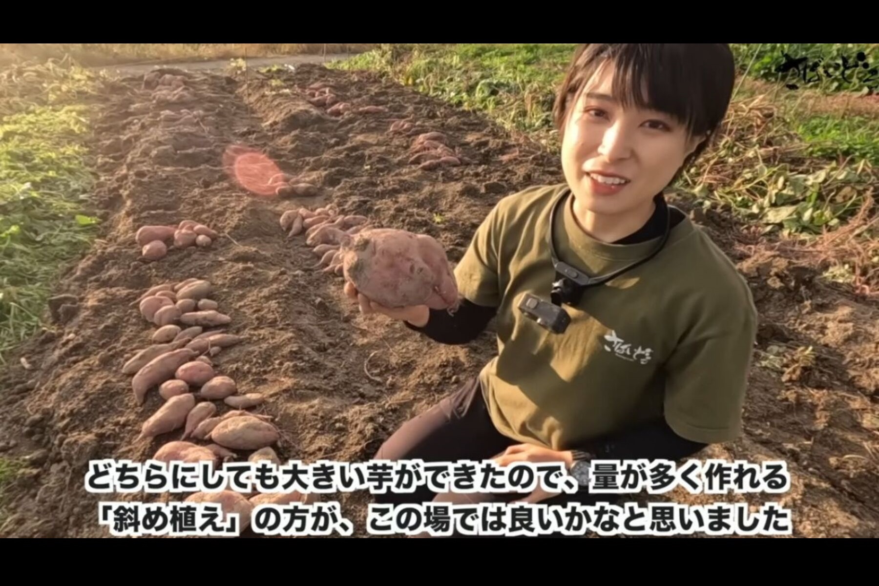 さつまいもを「斜め植え」と「垂直植え」2種類の方法で栽培し収穫したところ、結果は「斜め植え」にアドバンテージがあることを伝える「さばいどるチャンネル」