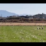【画像】自由過ぎるにも程がある！　所持金5千円と「軽トラ車中泊」でゆく鹿児島ノープラン旅 〜 画像1