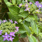 【画像】なぜ紫陽花は虫に食われない？　意外と知らない「葉に潜む危険性」と5000株の絶景名所 〜 画像1