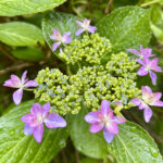 【画像】なぜ紫陽花は虫に食われない？　意外と知らない「葉に潜む危険性」と5000株の絶景名所 〜 画像1