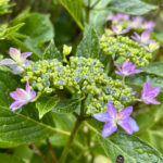 【画像】なぜ紫陽花は虫に食われない？　意外と知らない「葉に潜む危険性」と5000株の絶景名所 〜 画像1